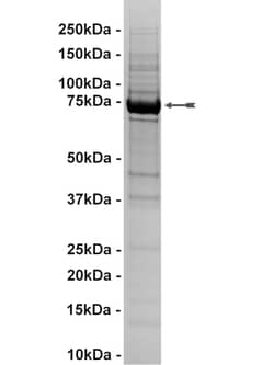 Eurofins DiscoverX PKG1 Protein, Active 10 &mu;g | Buy Online | Eurofins DiscoverX | Fisher Scientific